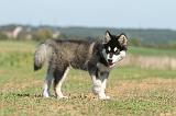 ALASKAN MALAMUTE 017